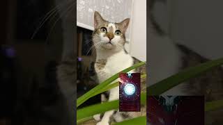 Обзор на супергероическую кошку Marvel. #Shorts