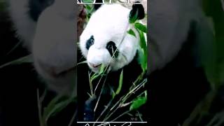 Panda | Wild Animals #shorts #wildlife #panda