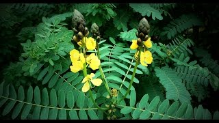 Botanic - Cassia Senna didymobotrya