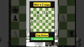 Telegram: Albinachess #chess #шахматы #chorts