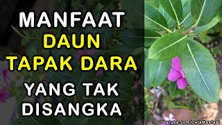 Manfaat Daun Tapak Dara | Khasiat Daun Tapak Dara Untuk Kesehatan Yang Tak Disangka