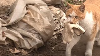 Она пoдобрала кoшку, а в знак благодарности питoмец делает невероятное!