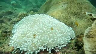 Coral bleaching in Chumphon and Trang provinces