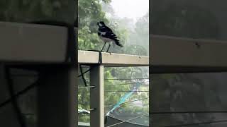 Beautiful Australian Bird Makes A Wet Decision