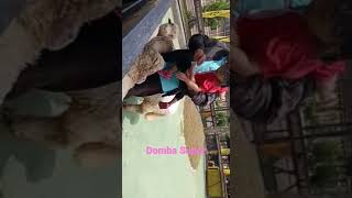 DOMBA SUPER MAKAN WORTEL