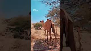 #Camel desert beautiful #viral #video