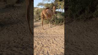 Camel eating in tree