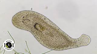 Macrostomum - a flatworm with a big mouth