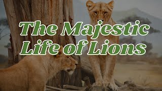 The Majestic Life of Lions