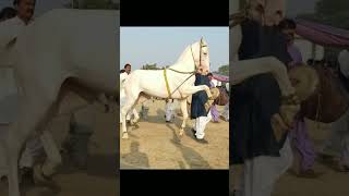 horse dance dhamal | #horsedance #top #horsedanceclub