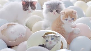 قطط تفقس من البيض / Me-O baby Cats Commercial