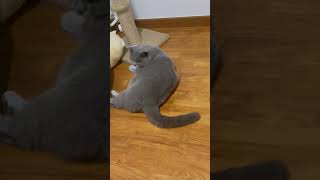 Weird cat annoyed at his own tail