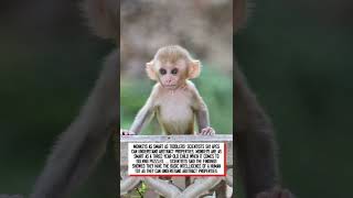 How smart are monkeys? #shorts #monkey