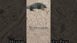 Massive Iguana eats a fry in Mexico