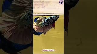 COPPER AVATAR BETTA#shorts