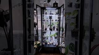 New Modern Aqua Shelves! Cabinet Setup #plantcabinet #urbanjungle #plantshop #tropicalplants #plants