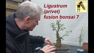 Ligustrum fusion  privet bonsai 7