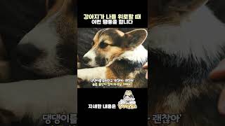 강아지가 여러분을 위로하려 할때 보이는 행동 #shorts