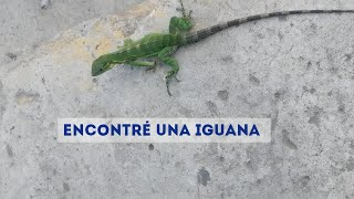 Encontré una iguana