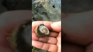 Sarok Sarok Sea Shell For Food #Shorts #Shortvideo #Seashell #Seacreature #Viralshorts