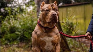 Os American Bully XL mais TOPS do mundo | P2