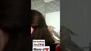 sultan papağanı |kuaför🥰 #mother'sday #cute #birds #cockatiel #sultanpapağanı  #shorts