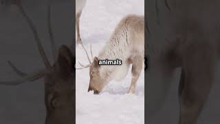 Cool Facts About Reindeer! 🦌  #biodiversity #biofacts #factshorts