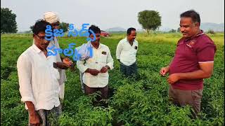 krija seeds HALK 1( షార్క్) PH 7569476474