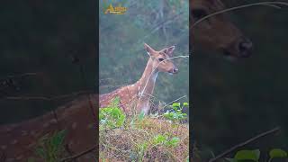 ☄️beautiful wild deer #wildlife #shorts @anbumarimuthuvlogs