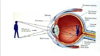 Зрение - Анатомия просто!