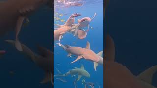 Nurse Sharks in the Maldives