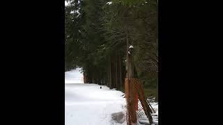 Spotkanie z niedźwiedżiem w Tatrach. Niedżwiadek na nartostradie.Zakopane - 2022.