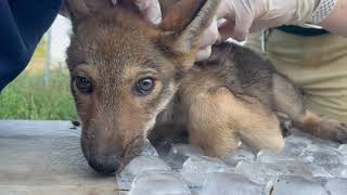 Four American red wolf pups born at Saint Louis Zoo reserve