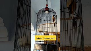 Cendet di sangkar lovebird pintar menirukan suara lovebird