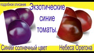 Синие сорта томатов. Небеса Орегона и Синий солнечный цвет. Это что-то удивительное