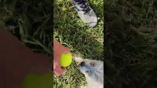 Fizzgig Vs Ball