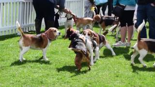 BIG BEAGLE DAY OUT // Beagle World Record Attempt 2017