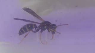 Wasps - 10 ------ DC Zap at 5600 Volts