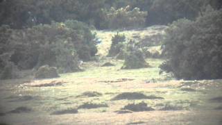 Stone Curlew, Suffolk