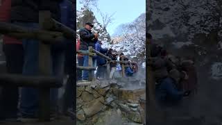 Japanese Snow monkey hot springs #shorts #monkey #japan #winter #funny