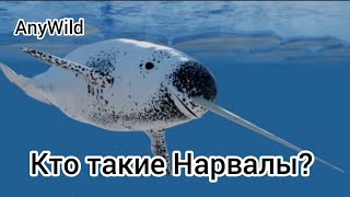 Кто такие Нарвалы? Интересные и Малоизвестные факты о Нарвалов! AnyWild!