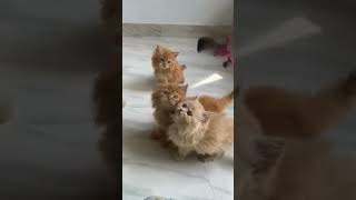 CAT PLAYING #youtubeshorts #shortvideo #cats #animals #nature