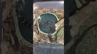 *LIVE FEEDING* Banded Water Snake