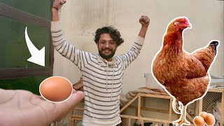 Murgi ne Egg 🥚 dy dia😍|| Hen start laying Eggs