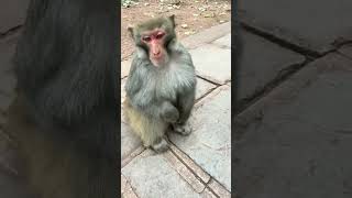 funny monkey wants a pat on his... and then he acts so funny 😆😂🤣 🐵🐒  #funny #animals #shorts