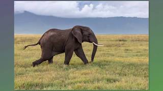 A Day in Ngorongoro Crater,  February 22, 2019