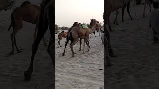 Big camel with onwer|white Desert #trending #shorts #viral #whitedesert