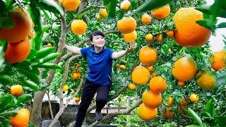 How to Harvest Orange, goes To Market Sell - Harvesting and Cooking |Tieu Vy Daily Life