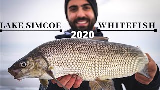 LAKE SIMCOE WHITEFISH 2020-ICE SAFETY MUST WATCH!!