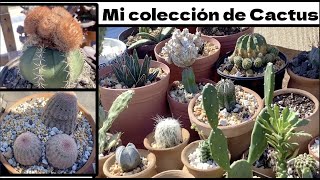 Mi pequeña colección de cactus🌵. Acompáñame esta mañana fría 🥶 con un rico café ☕